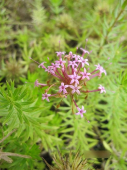 Phuopsis stylosa rubra2