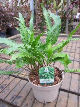 Phyllitis scolopendrium Augustifolia 2