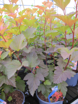 Preview: Physocarpus opulifolius Magic Ball 2