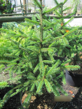 Picea abies Glimra 1