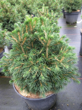 Picea abies Tompa3