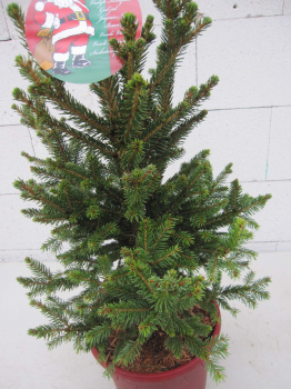 Picea abies Wills Zwerg 4