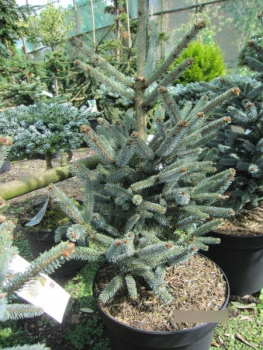 Picea glauca Blue Star 1