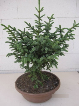 Picea likiangensis Purpurea