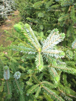 Picea likiangensis purpurea3