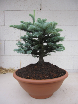 Abies procera Wiesmoorhexe2