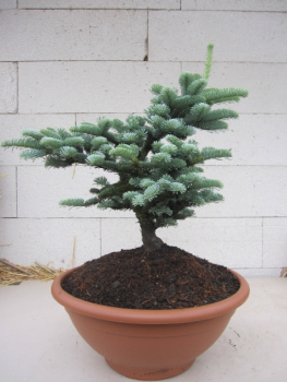 Abies procera Wiesmoorhexe3