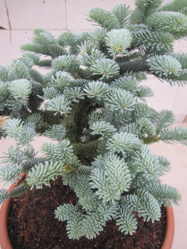 Abies procera Wiesmoorhexe4