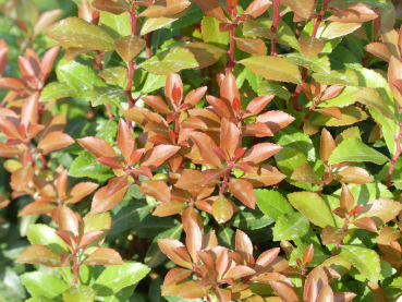 Pieris japonica Little Heath Green