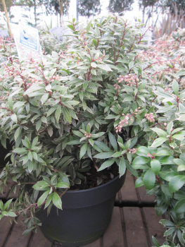 Pieris japonica Little Goldy 2