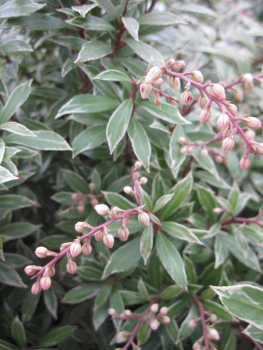 Pieris japonica Little Goldy 1