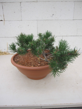 Pinus banksiana Schneverdingen 5