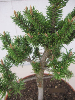 Preview: Pinus banksiana Schneverdingen2