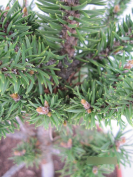 Preview: Pinus banksiana Schneverdingen3
