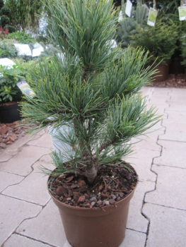 Pinus cembra Pillar2
