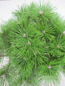 Pinus densiflora Jane Kluis 3