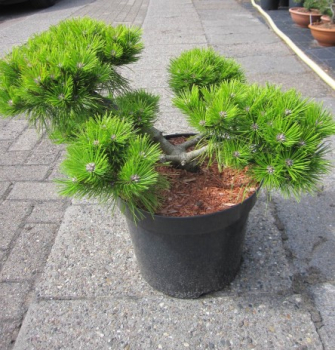 Pinus densiflora Low Glow 1