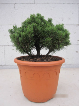 Preview: Pinus mugo Allgäu 3