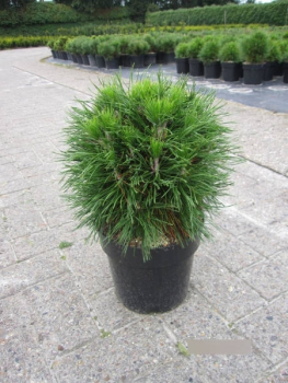 Pinus mugo Varella1