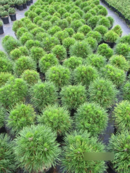 Pinus mugo Varella5