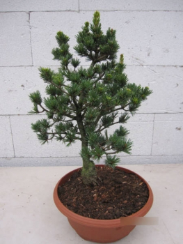 Pinus parviflora Gyokkasen 1