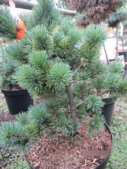 Pinus parviflora May-Jo 1