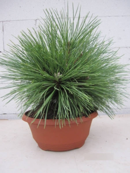 Pinus resinosa Pillnitz1