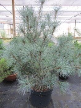 Pinus strobus Blue Clovers 1