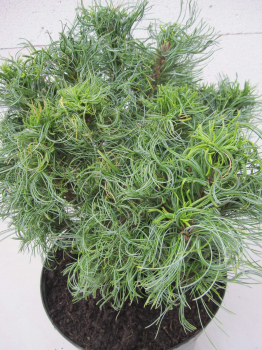 Pinus strobus Green Curls 3