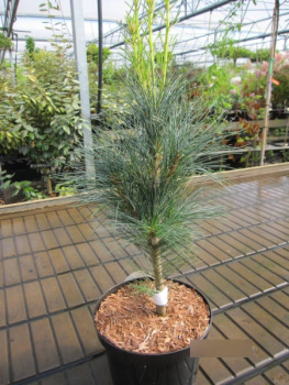 Pinus strobus Stowe Pillar1