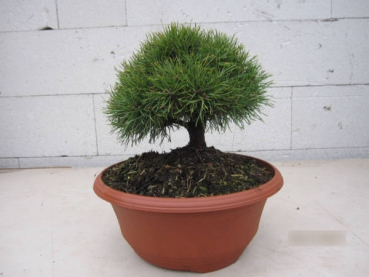 Pinus sylvestris Bexel 1