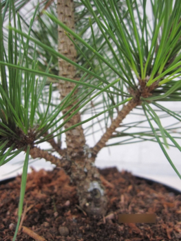 Pinus thunb Corticosa2