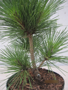 Pinus thunb Corticosa3
