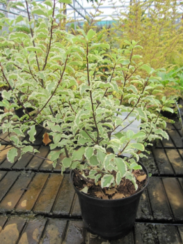 Pittosporum tenuifolium Argyrophyllum variegata 1