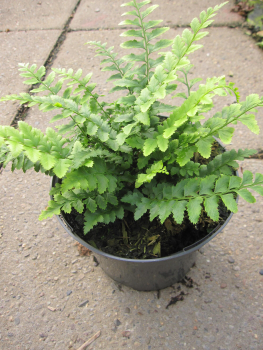 Polystichum aculeatum Scuta 1