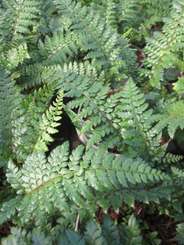 Polystichum makinoi 2