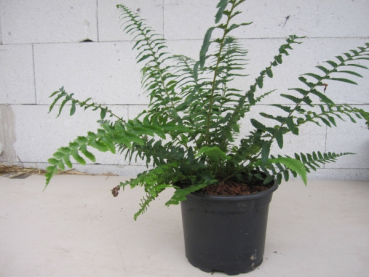 Polystichum munitum 1