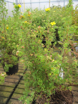 Potentilla fruticosa Bella Sol 2