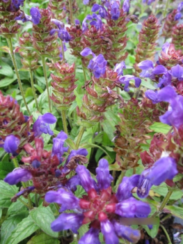 Prunella grandiflora2