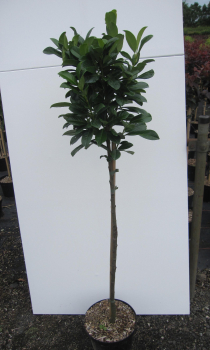 Preview: Hochstamm Lorbeerkirsche Bonaparte 2