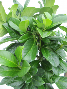 Hochstamm Lorbeerkirsche Bonaparte 1