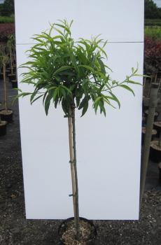 Preview: Hochstamm Zierpfirsich Taoflora White 2