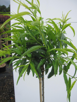 Hochstamm Zierpfirsich Taoflora White 1