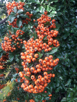 Feuerdorn Orange Glow 4