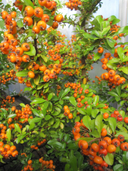 Pyracantha Teton 1