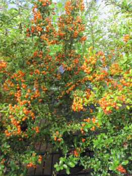 Pyracantha Teton 2