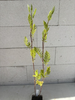 Preview: Tanacetum vulgare - Syn. Chrysanthemum 2