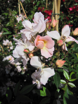 Preview: Ramblerrose Auguste Gervais 2