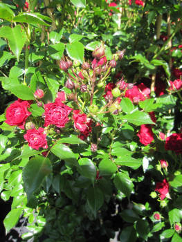 Ramblerrose Crimson Siluetta 2