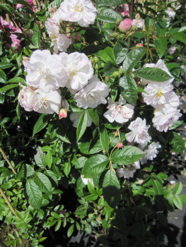 Preview: Ramblerrose Sweet Siluetta 2
